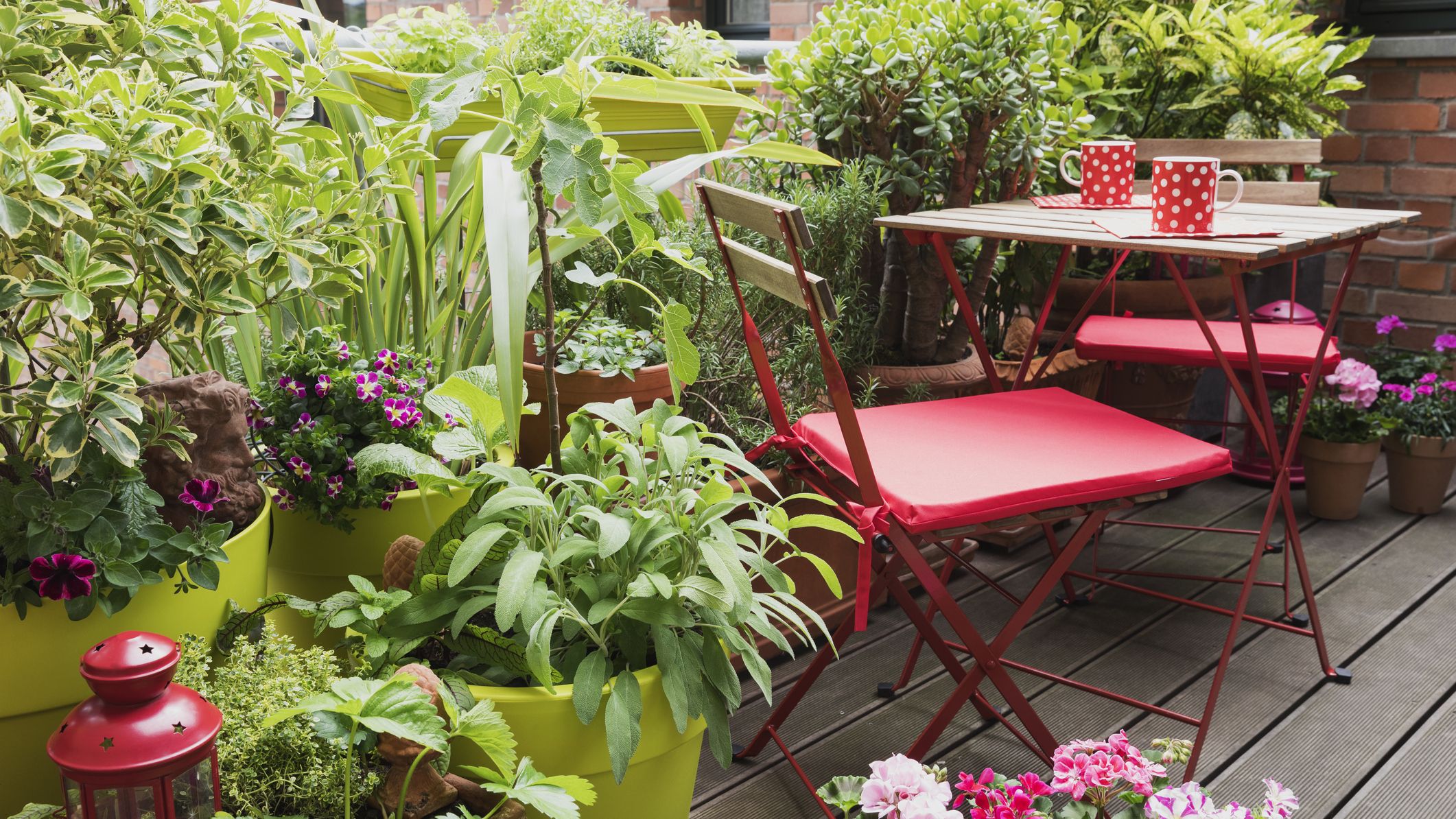 15 Best Balcony Plants - Apartment Balcony Plant Ideas