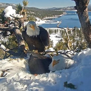 bald eagles jackie and shadow sitting on their next in the snow at big bear valley in california february 11 2024