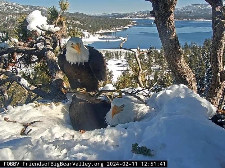 Countdown to Bald Eagle Baby Watch 2024