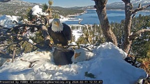 bald eagles jackie and shadow sitting on their next in the snow at big bear valley in california february 11 2024