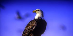 Bald Eagle on top of a rock, near Brackendale, British Columbia, Canada
