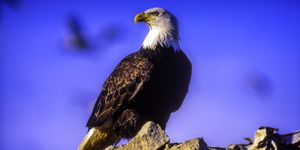 Bald Eagle on top of a rock, near Brackendale, British Columbia, Canada