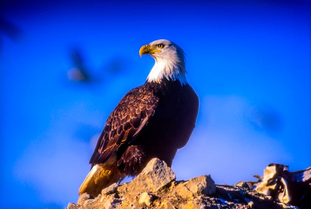 Success on the field driving sales of Eagles gear