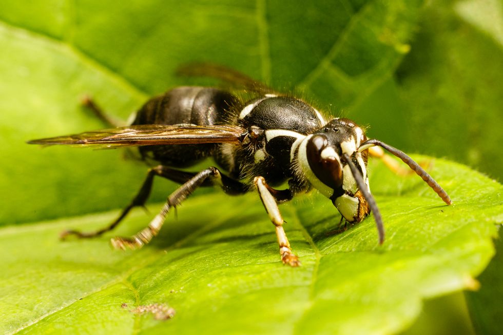 bald faced hornet