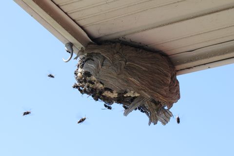 bald faced hornets flying to a  broken nest