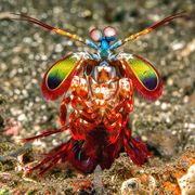 bali, harlequin mantis shrimp