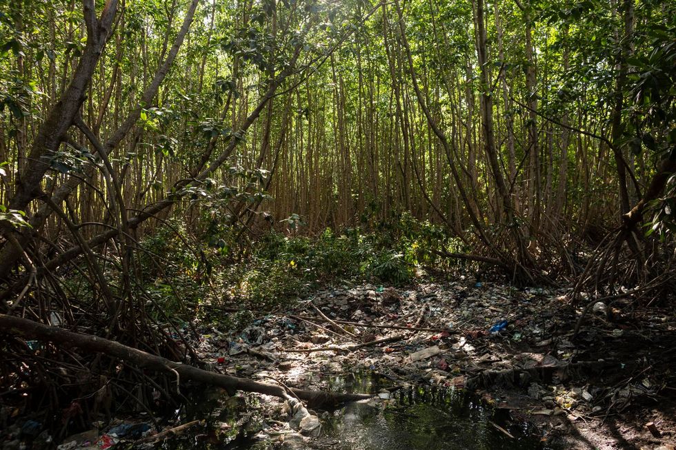 Ongerepte mangrovebossen bij Tahura Ngurah Rai zijn vervuild met plasticafval