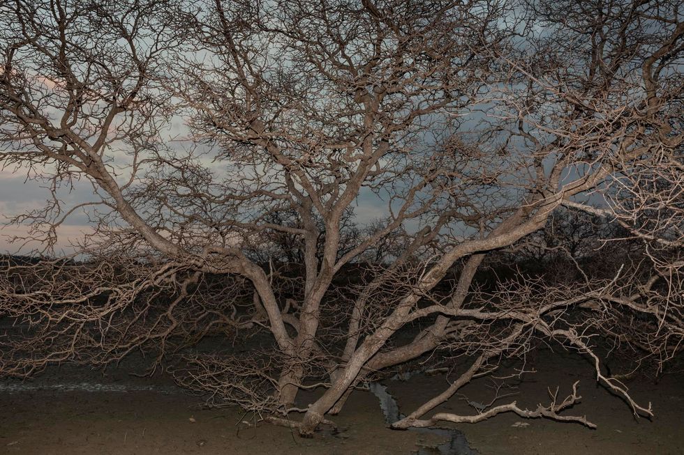 Volgens I Gede Hendrawan die als marien onderzoeker verbonden is aan de Udayana University zijn mangrovebossen in de afgelopen jaren verzamelplaatsen voor plasticafval geworden