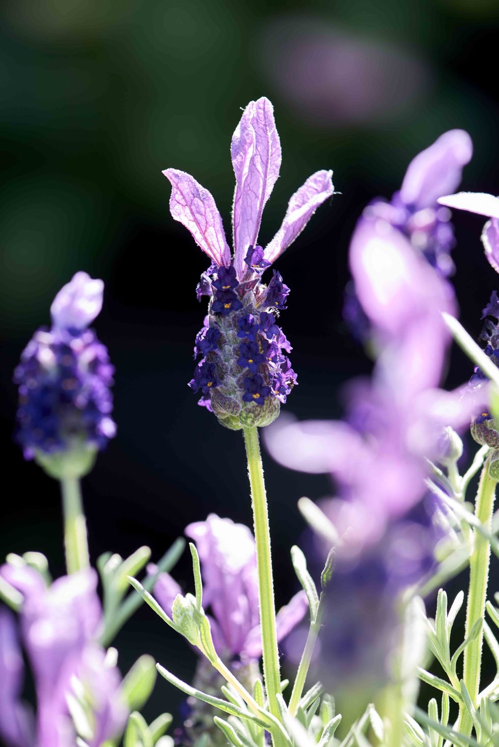 Flower, Flowering plant, French lavender, Lavender, Lavender, English lavender, Purple, Plant, Fernleaf lavender, Violet, 