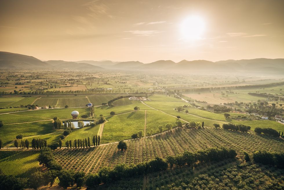 Vineyards in Umbria, Italy