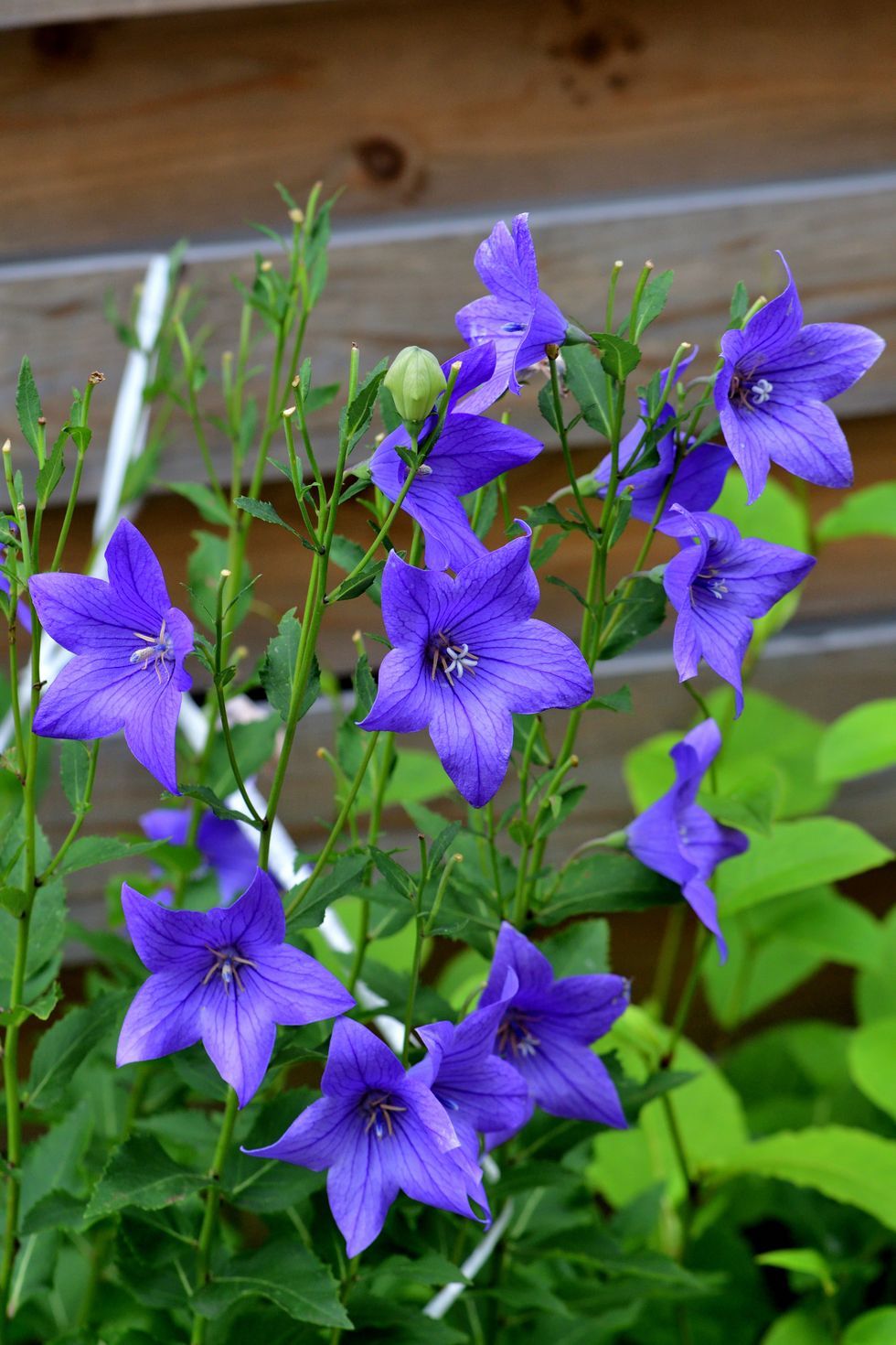 balloon flower/ platycodon grandiflorus: compact perennial with bell shaped flowers in shades of blue as well as pink and white