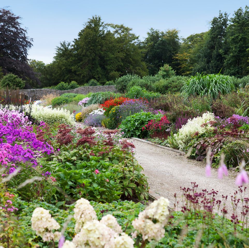 ireland\, ballyfin demesne\, 1820s neoclassical country house and grounds in the lower walled garden\, an herbaceous border flourishes with phantom hydrangeas\, purple flame phlox\, and nepeta\, encouraging pollinators and beneficial insects for natural pest control