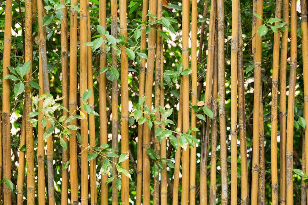 Bamboo garden fence