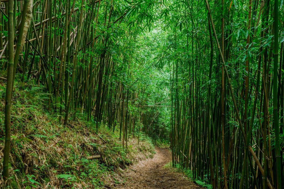 bamboo forest, moleka trail, tantalus, honolulu, oahu, hawaii