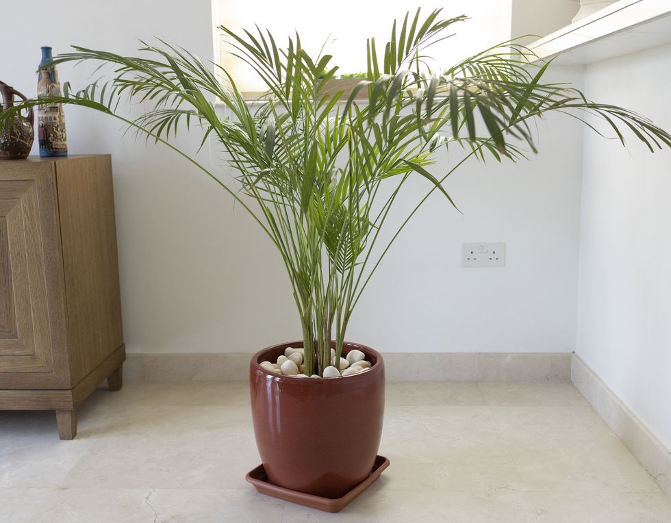 bamboo palm growing in a pot   decorative indoor plant