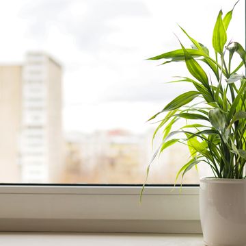 bamboo plant dracaena sanderiana in white flower pot on room window sill on blurred city natural background