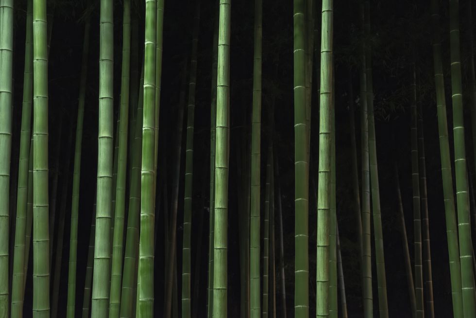 bamboo trees growing in forest at night