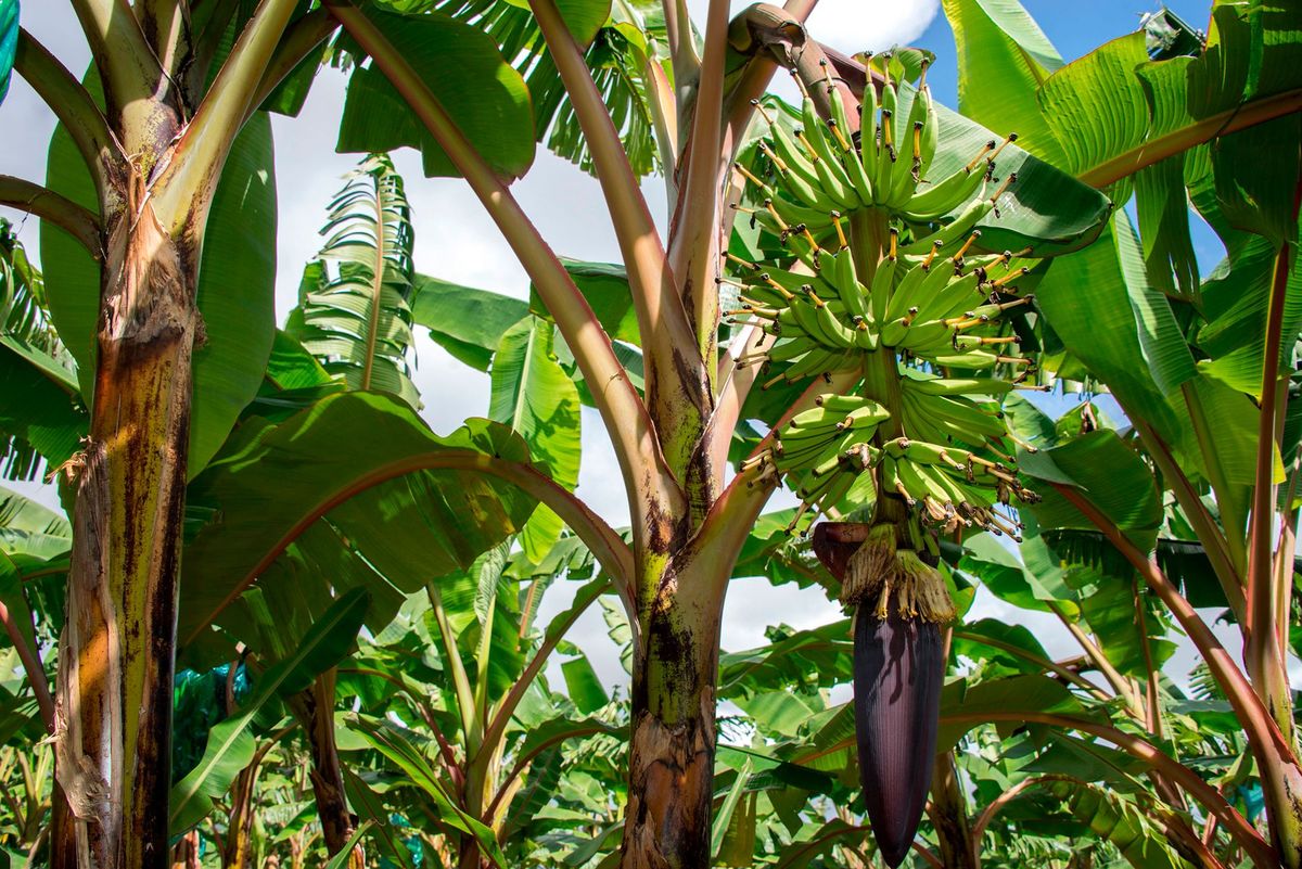 Een overblijvende bananenplant op een plantage op het eiland Guadeloupe Een dodelijke schimmel bedreigt de toekomst van de bekende gele banaan die in alle westerse supermarkten ligt