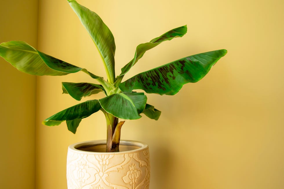 big leaf plants banana tree