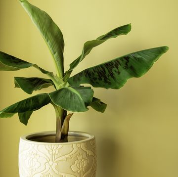 Potted Peanut Plant - Grow Your Own Goobers, Indoors/Out - Live