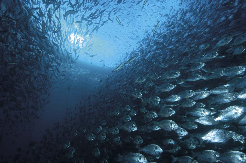 cómo cocinar el pescado