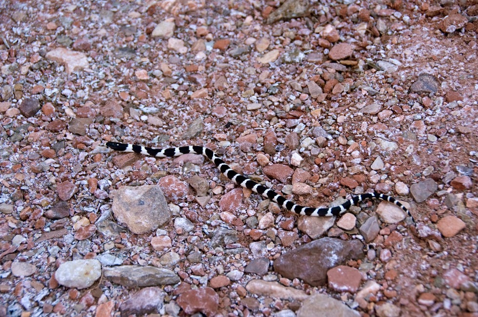 banded snake on tonto trail