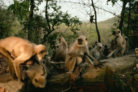 Bandhavgarh National Park, India BANDHAVGARH NATIONAL PARK INDIAHet Indiase Bandhavgarh National Park was ooit het jachtterrein van de maharadjas Tegenwoordig staat het park bekend als de plek met de hoogste tijgerdichtheid in de regio Bezoekers kunnen per jeep of minibus op safari in het park om tijgers antilopes en gaurs Aziatische runderen te zien en vervolgens genieten van het uitzicht vanaf het boven op een klif gelegen Bandhavgarh Fort dat zicht biedt op de Vidhyan Mountains