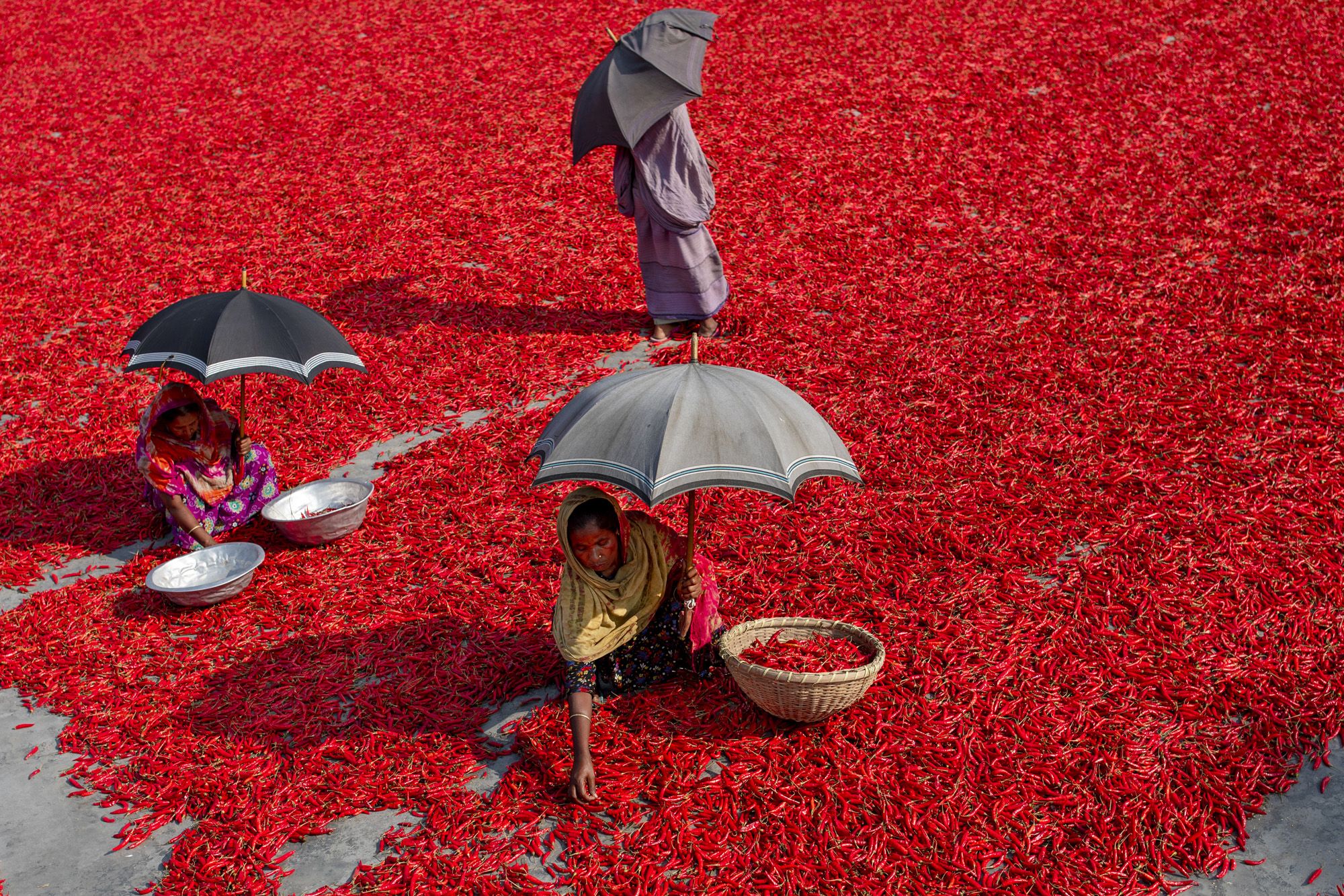 Red Chilli Pepper Processing In Bangladesh