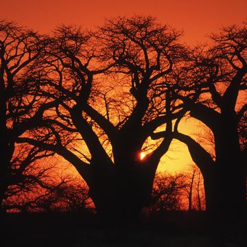 baobab trees, adansonia digitata, nxai pan national park, makgadikgadi pans, botswana