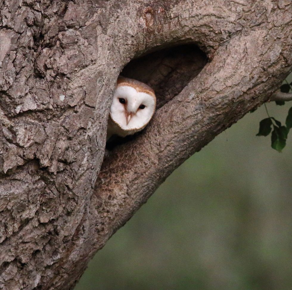 a barn owl peering from its nest in a hollow tree trunk in evening light head and white face of owl show