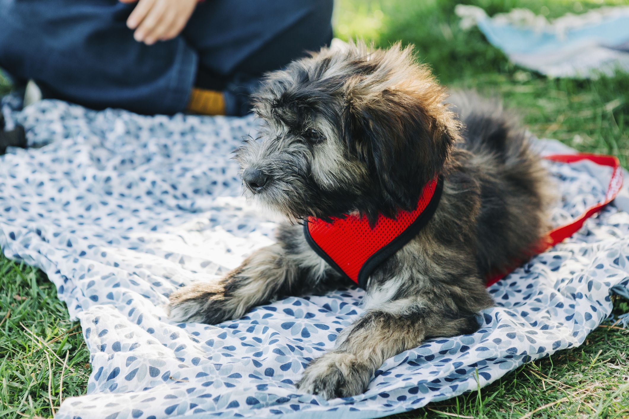 35 Goldendoodle Halloween Costumes (2023) - Happy-Go-Doodle®