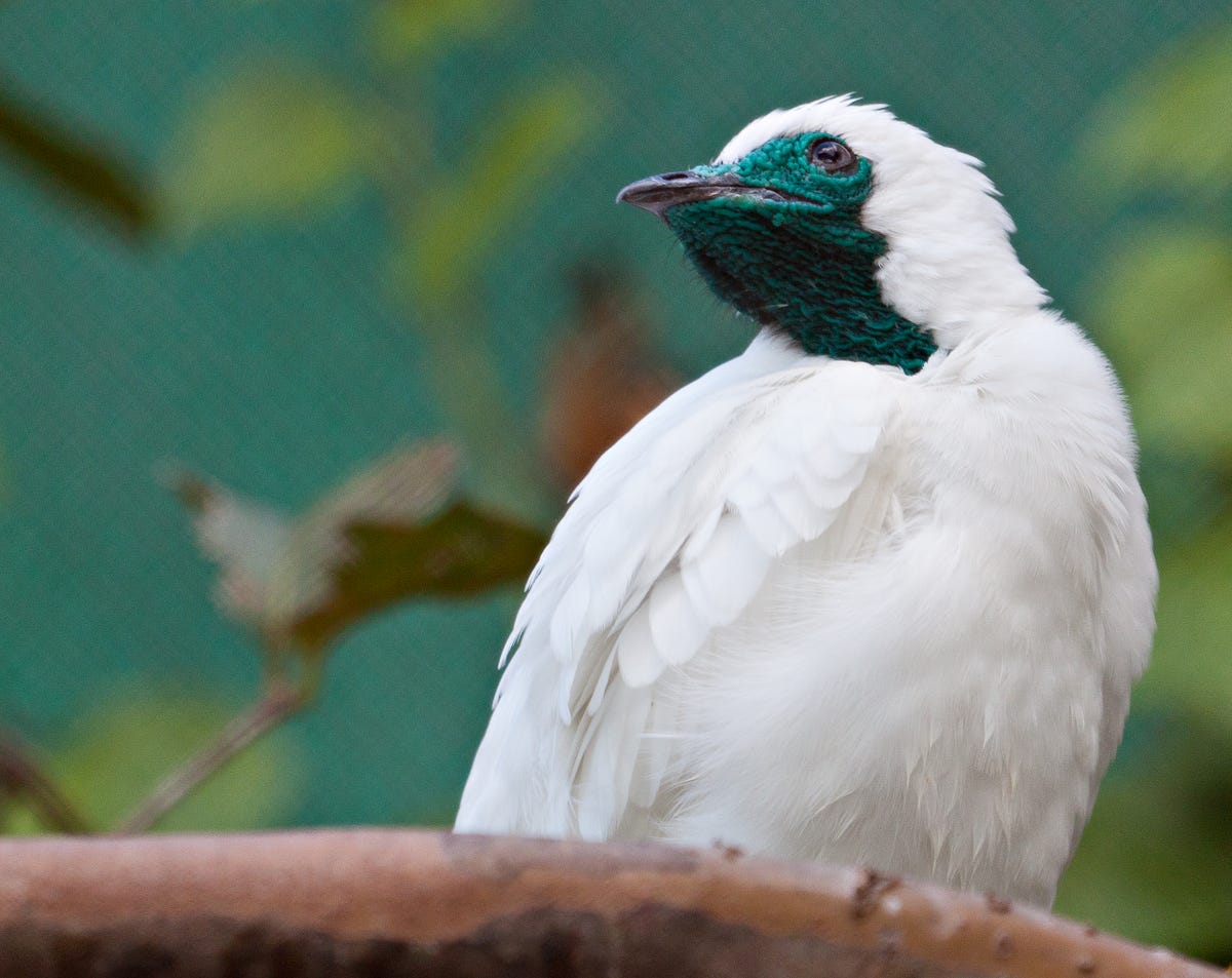 Loudest Bird In the World| The White Bellbird 125 Decibel Cry