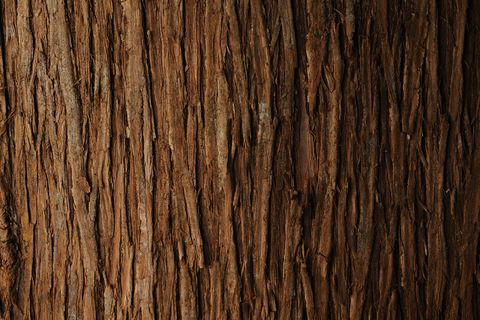 bark of cedar tree texture background