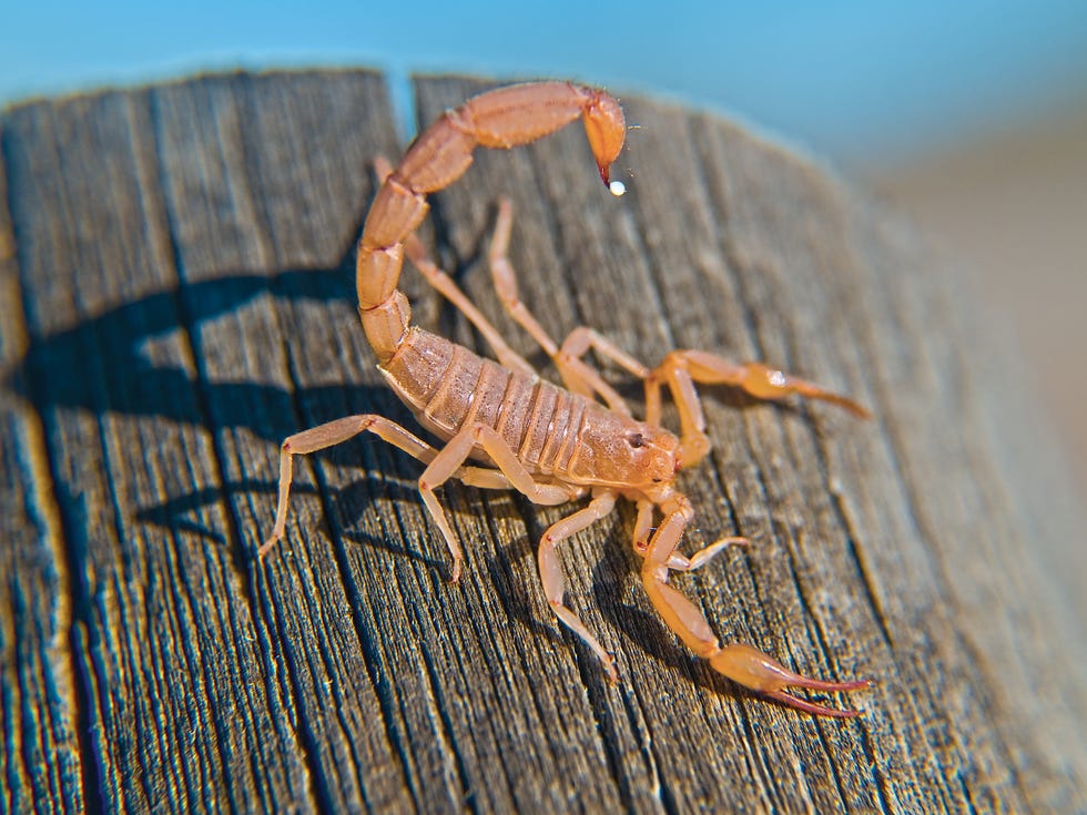 Bark scorpion on a log, Arizona, America, USA