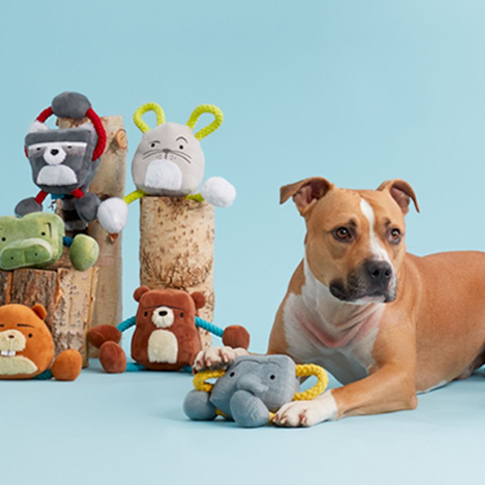 Boredom-Busting Dog Toy Box with Plush Toys, Rope Toys, Frisbee, and Treat  Ball - Perfect Gift for Your Furry Friend