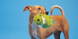 Dog, Canidae, Dog breed, Tennis ball, Snout, Carnivore, Ball, Dog toy, Companion dog, Fawn, 