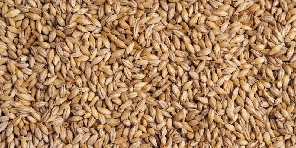 barley grains