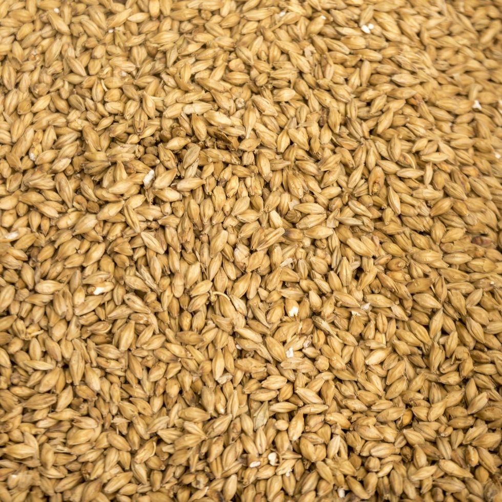 barley malt close up