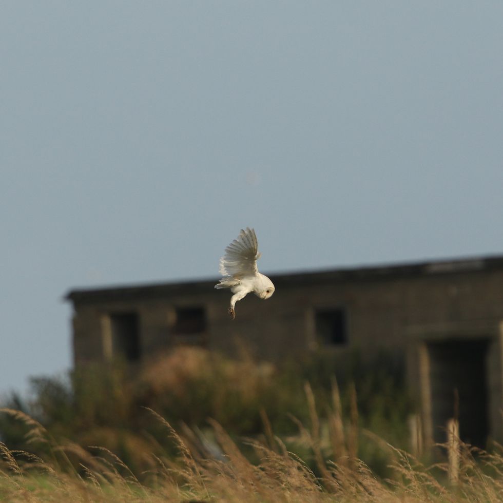 a magnificent hunting barn owl, tyto alba, flying along a field early morning
