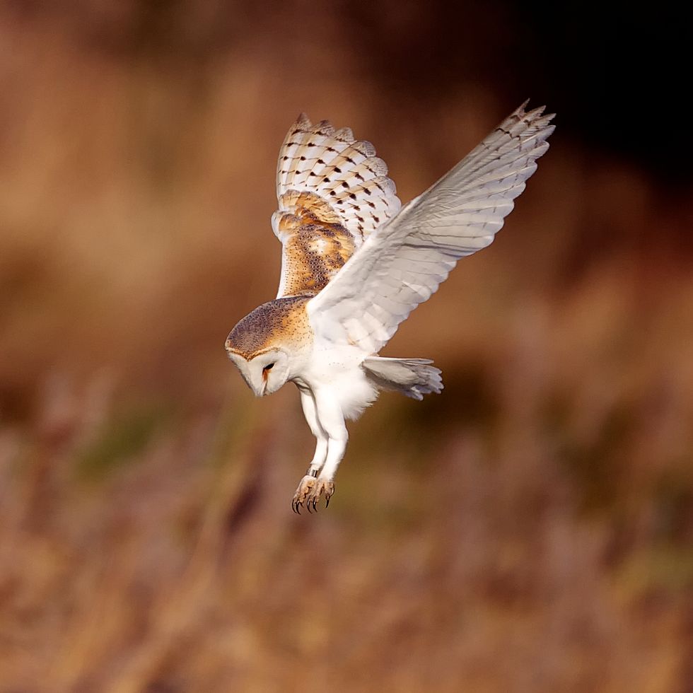 a wild barn owl hunting just about to strike