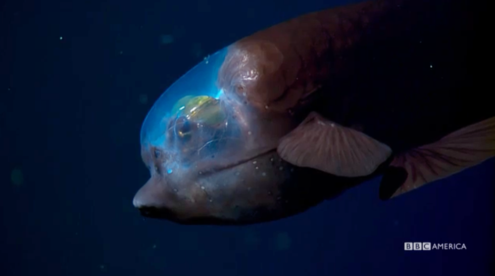 The Coolest Creatures You Meet in Blue Planet II - Planet Earth Blue Planet The Coolest Creatures You Meet in Blue Planet II - Planet Earth Blue Planet