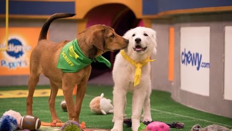 preview for This Adorable Dog Was Abandoned in a Plastic Container. Now She's in the Puppy Bowl.