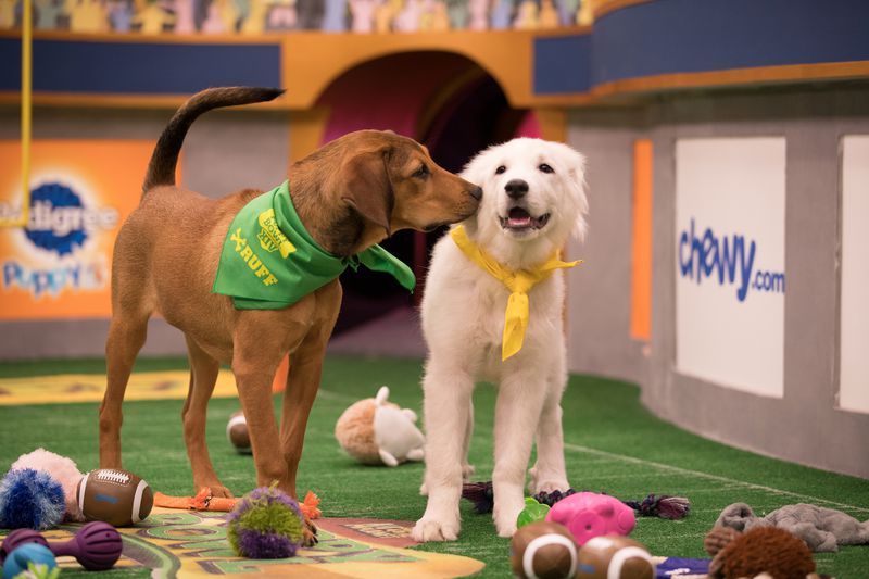 ​Barry, left, and Olympia, right, get affectionate at the Puppy Bowl.