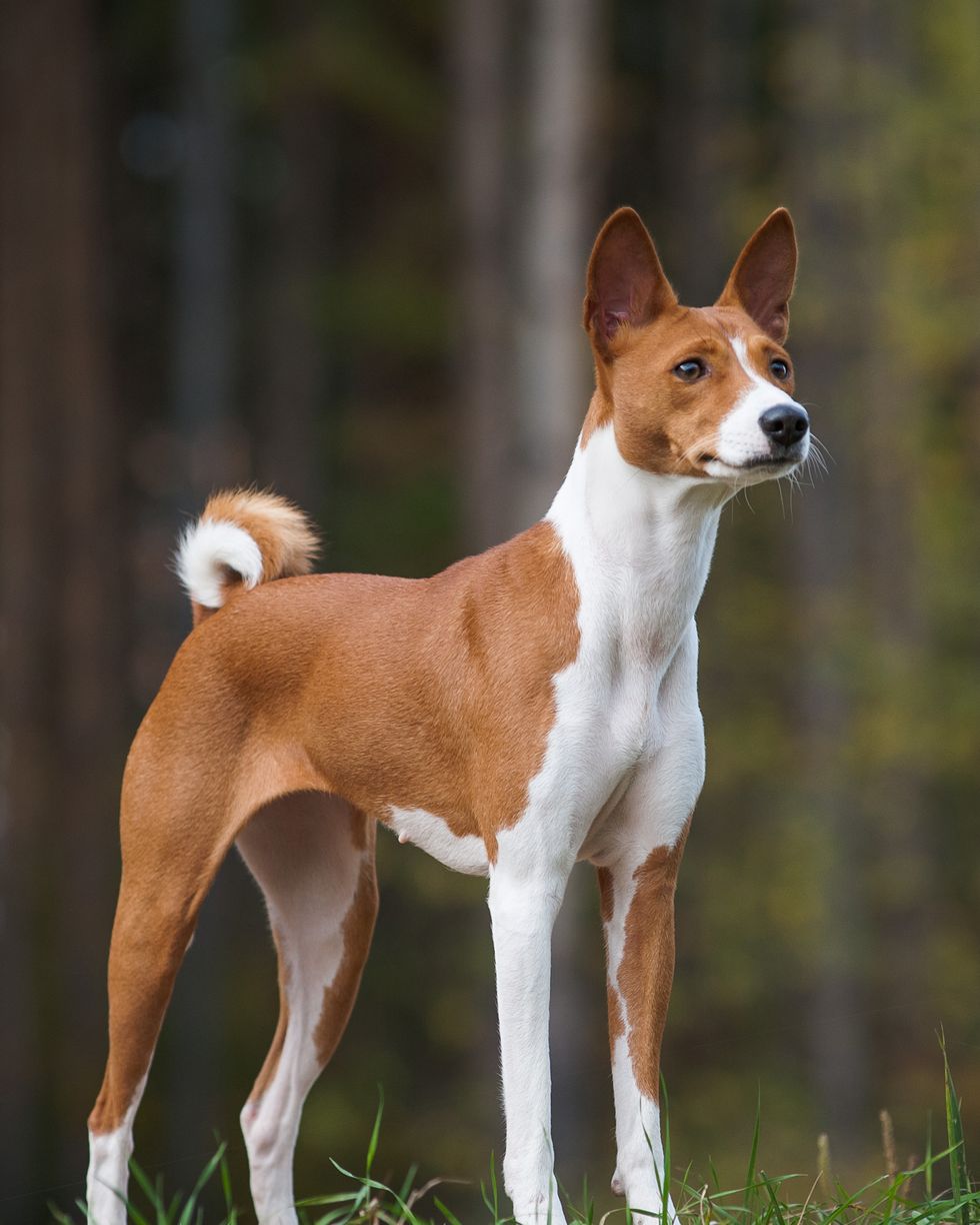 hound dog breeds basenji