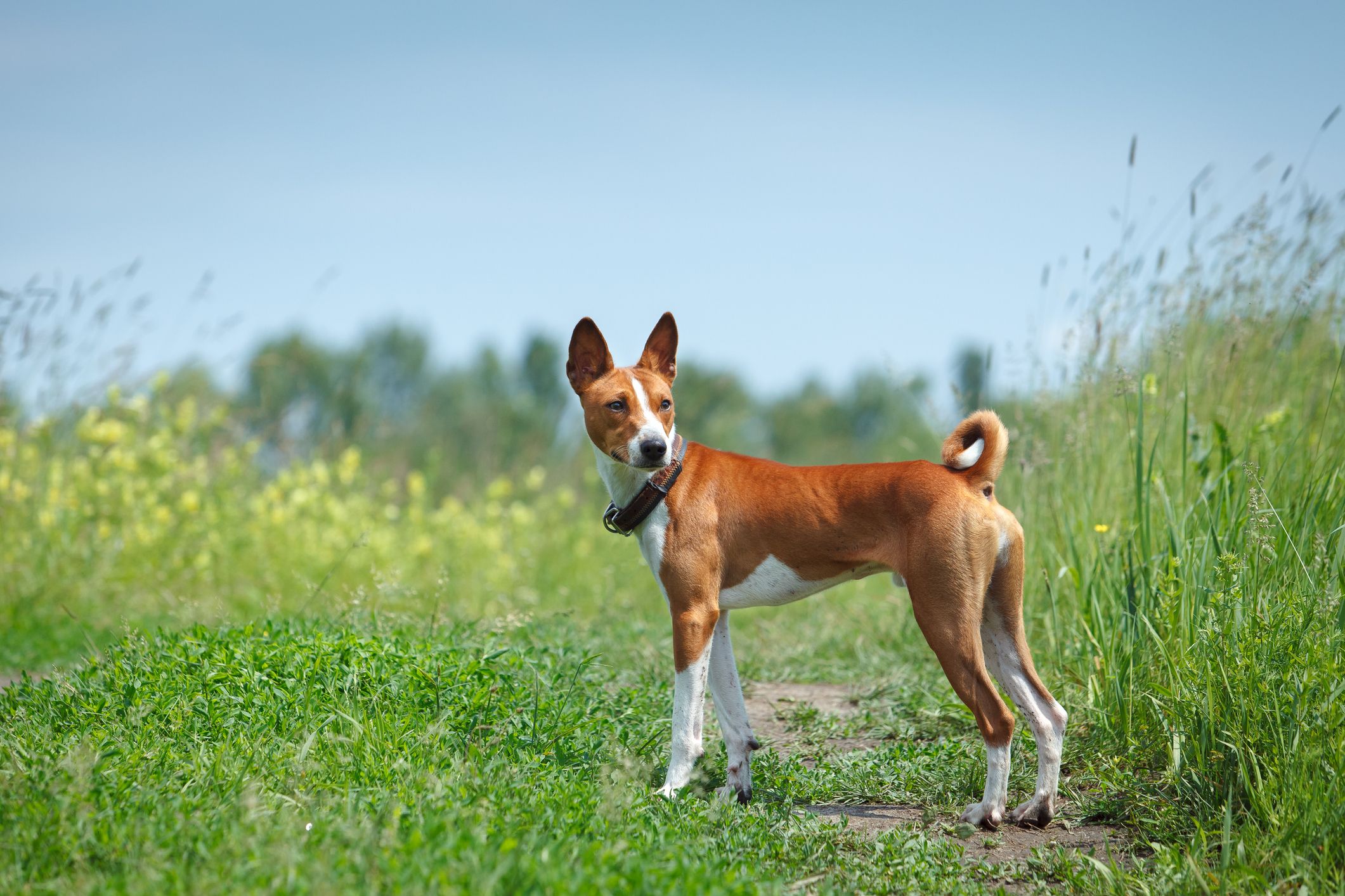 Small tan fashion dog breeds