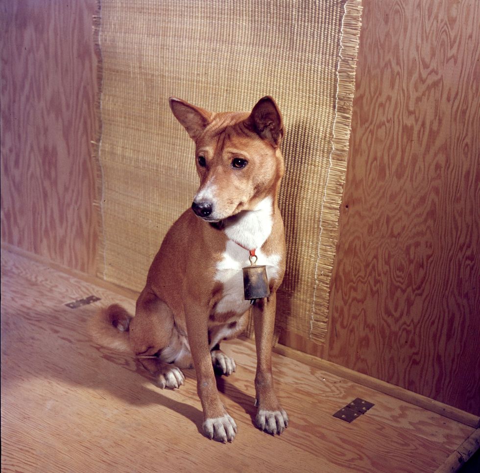 Basenjis het dier op de foto werd in 1959 in Pennsylvania geportretteerd blaffen niet maar maken een jodelend geluid