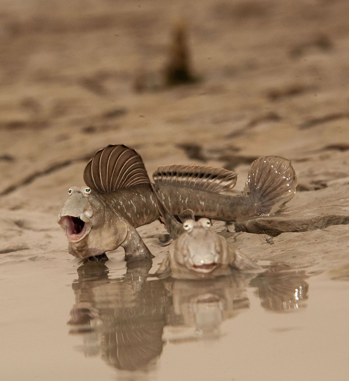 Enkele tientallen soorten slijkspringers leven in mangrove en getijdezones onder meer aan de kust van Koeweit Voor deze foto moest National Geographicfotograaf Thomas P Peschak vele uren bewegingsloos in de modder liggen om het paringsritueel van de vissen vast te leggen