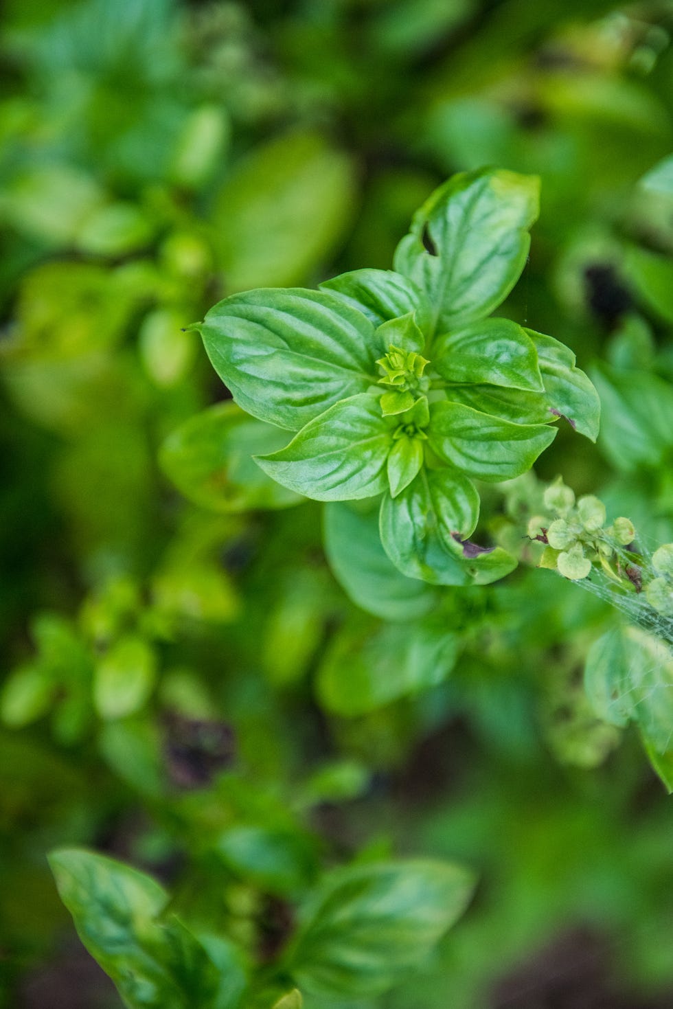 nepali basil