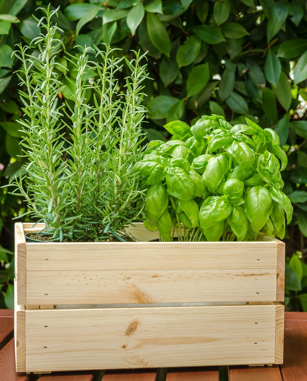 container gardening vegetables herbs