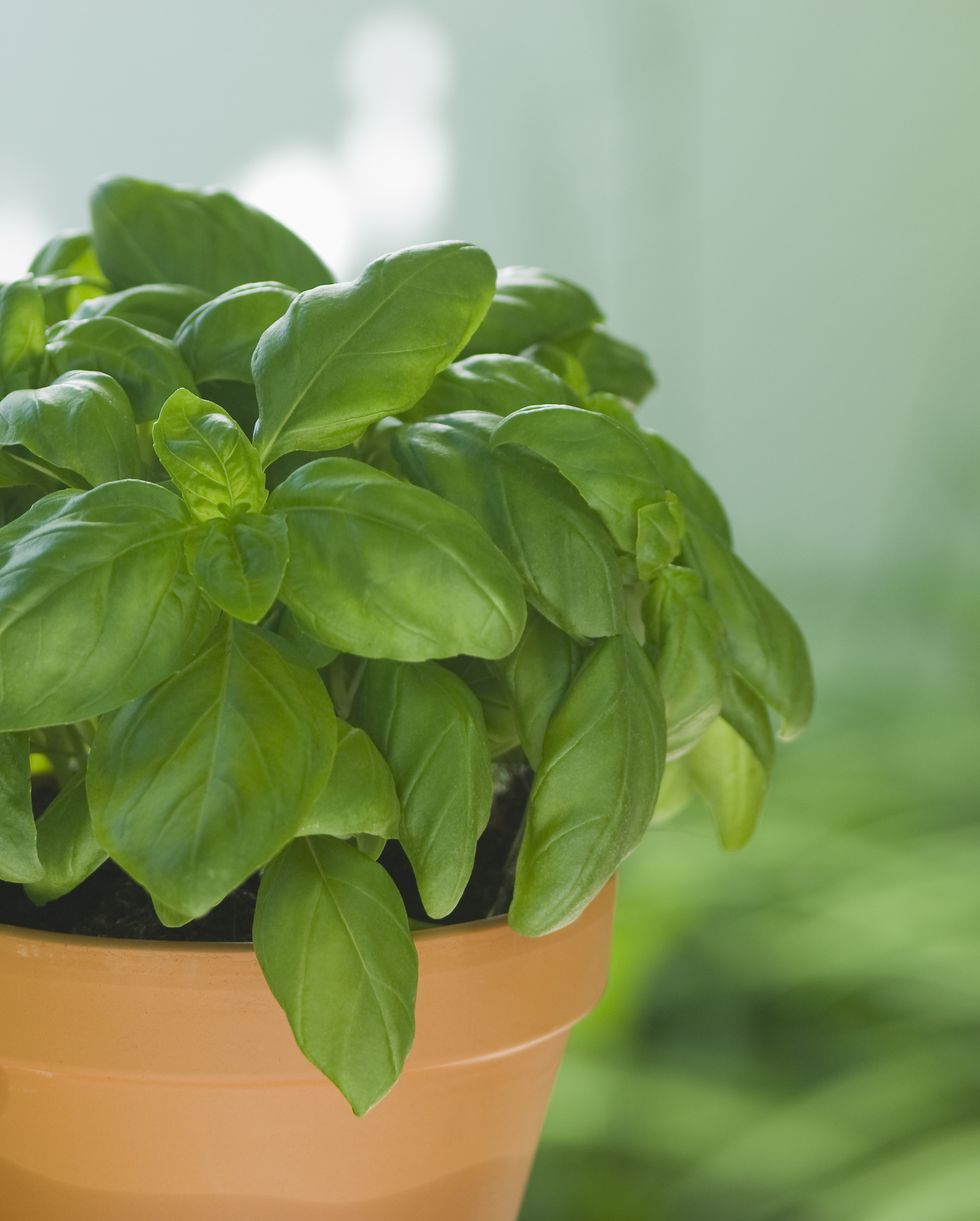 easiest vegetables to grow annual herbs